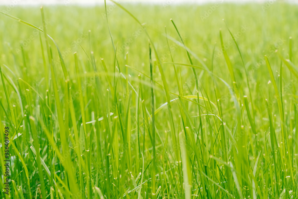 Green bright grass closeup in the field. Greens for the background on a sunny summer day Green bright grass closeup in the field. Greens for the background on a sunny summer day