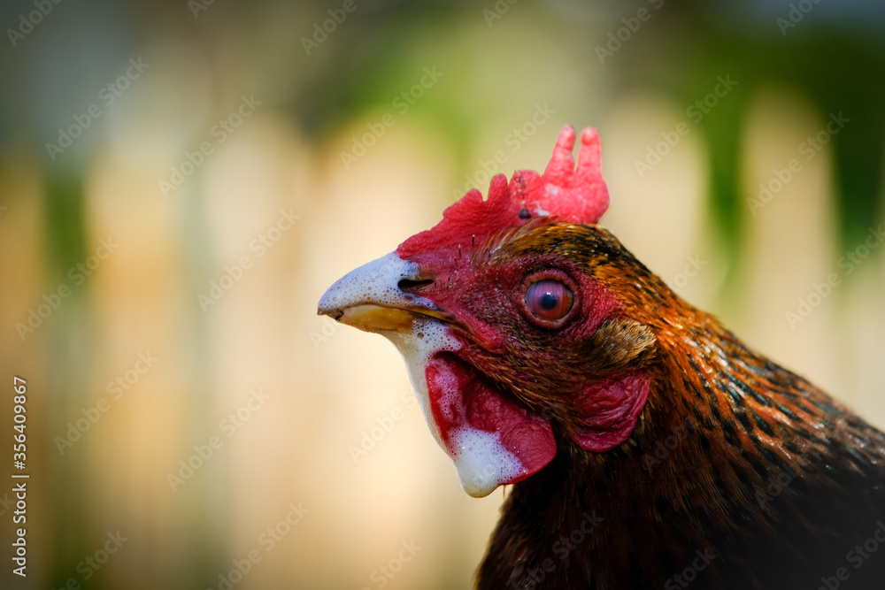 close up of a rooster with cappuccino