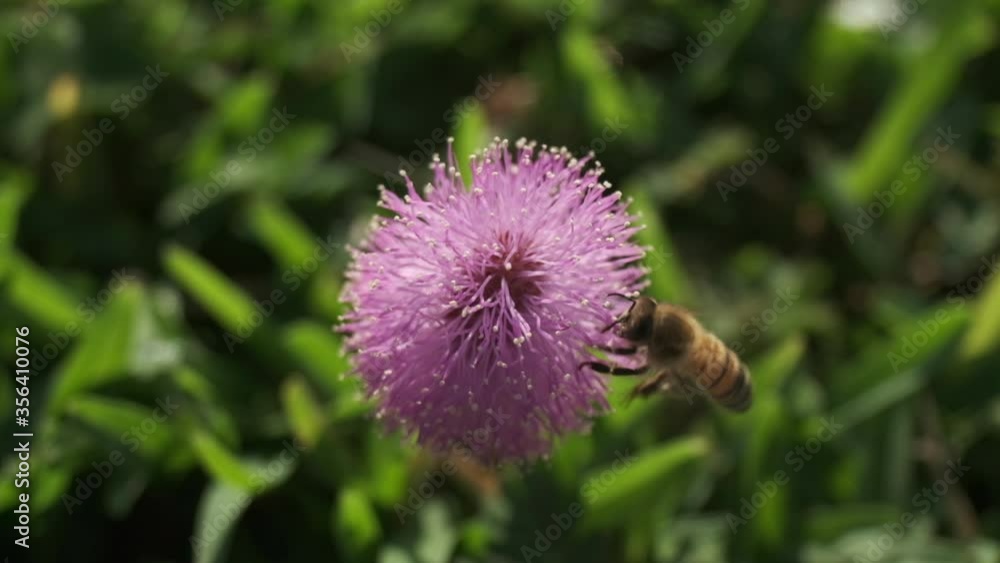 Slomo shot of a bee landing and crawling on a small, purple flower on a bright, sunny day. Slomo shot of a bee landing and crawling on a small, purple flower on a bright, sunny day.