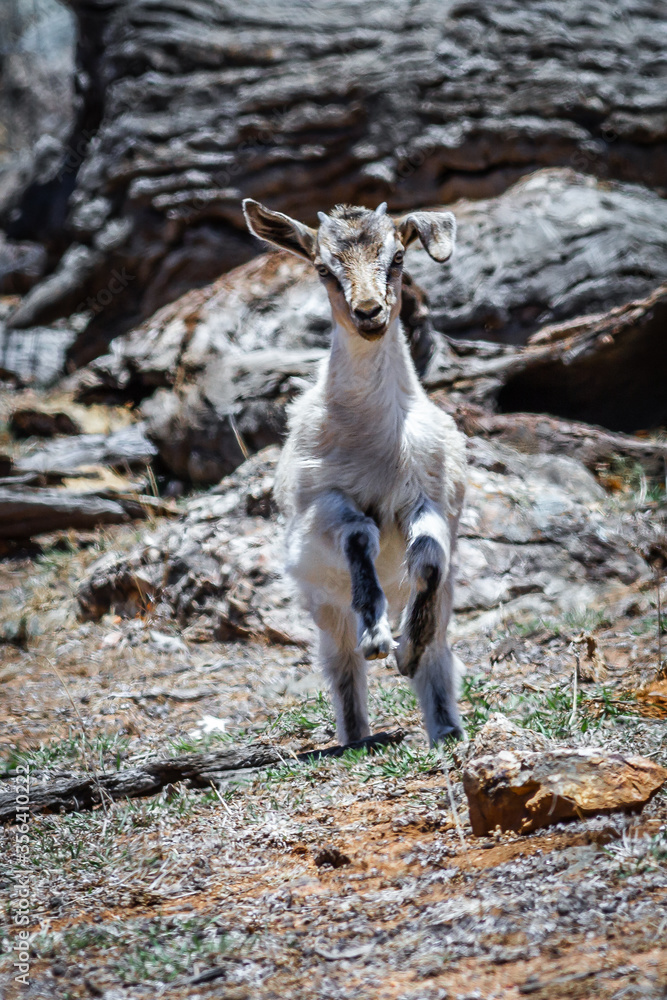 Naklejka premium Wild goats were introduced to Australia in the 19th century for hunting