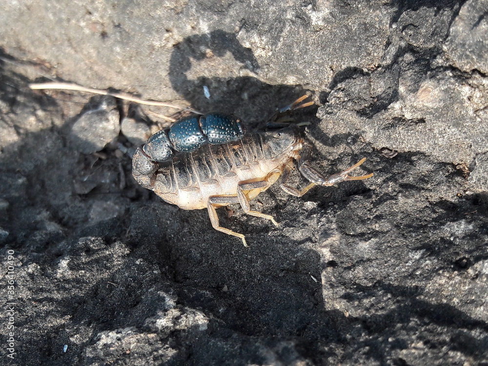 scorpion on the rock scorpion on the rock