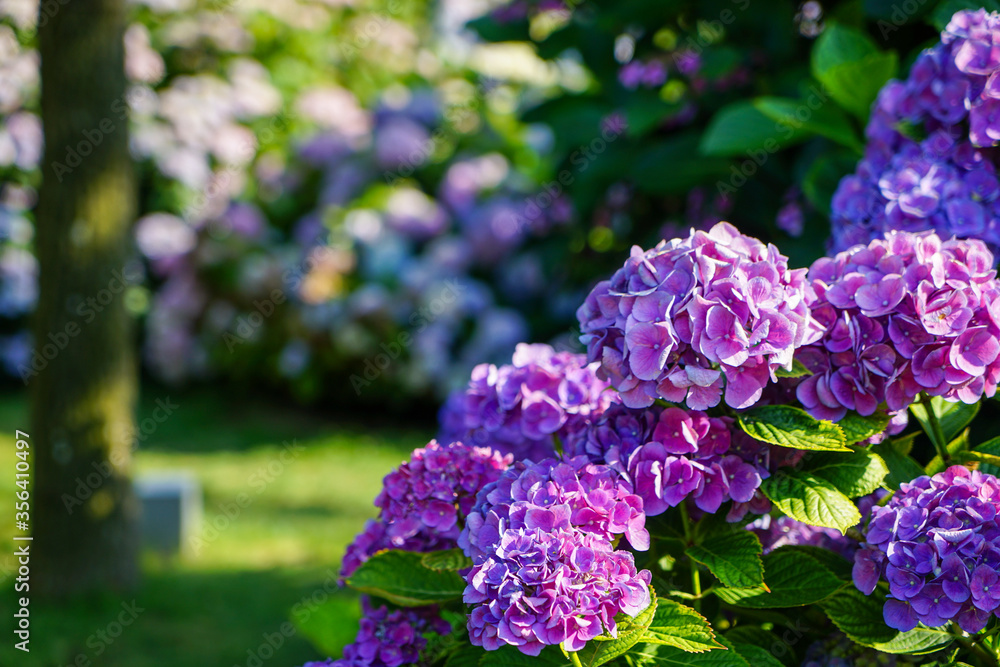 大阪市の宿泊施設「ホテル・ロッジ舞洲」のあじさい