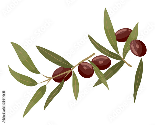 Branch with green leaves and brown drupes. Jojoba isolated on white background. Product used in dermatology and cosmetology. Ingredient for hair, cosmetics oil. Vector illustration in flat style