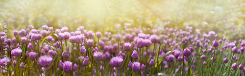 Field of purple  flowers in sunny summer day