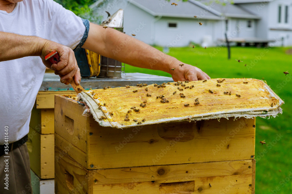 Beekeeper opens the hive to inspect the life of the bee family Beekeeper opens the hive to inspect the life of the bee family