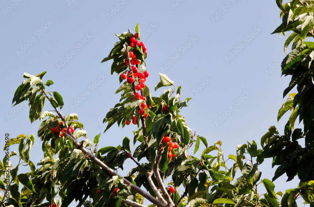 red cherry berries on a branch