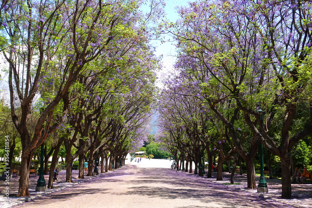 Photo from Athens national gardens and public Zappeion hall with beautiful Jacaranda trees in blossom, Athens centre, Attica, Greece Photo from Athens national gardens and public Zappeion hall with beautiful Jacaranda trees in blossom, Athens centre, Attica, Greece