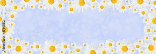 Banner with camomile flowers on a blue background. Banner with blooming medical chamomile flowers. Spring or summer background