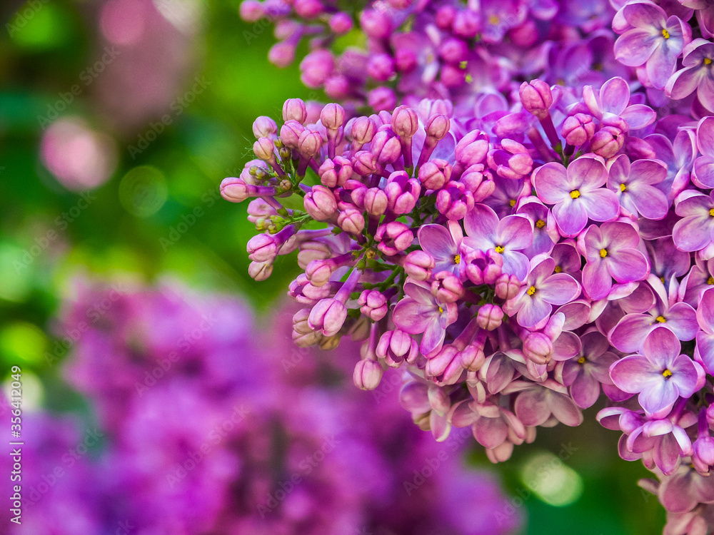 Lilac flower, pink petals on a green background, spring plants Lilac flower, pink petals on a green background, spring plants