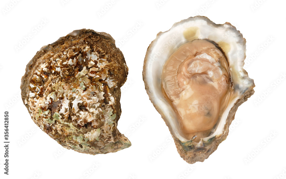 Oyster isolated on white background Oyster isolated on white background