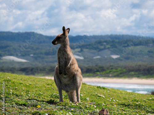 Standing kangaroo with scenic background