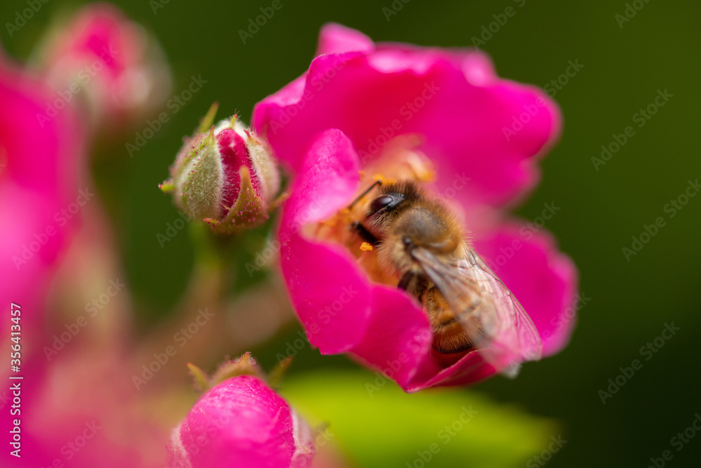 Honigbiene auf Rosenblüte, eintauchen in Pollen und süße Pflanzensäfte, Makroaufnahme. Honigbiene auf Rosenblüte, eintauchen in Pollen und süße Pflanzensäfte, Makroaufnahme.