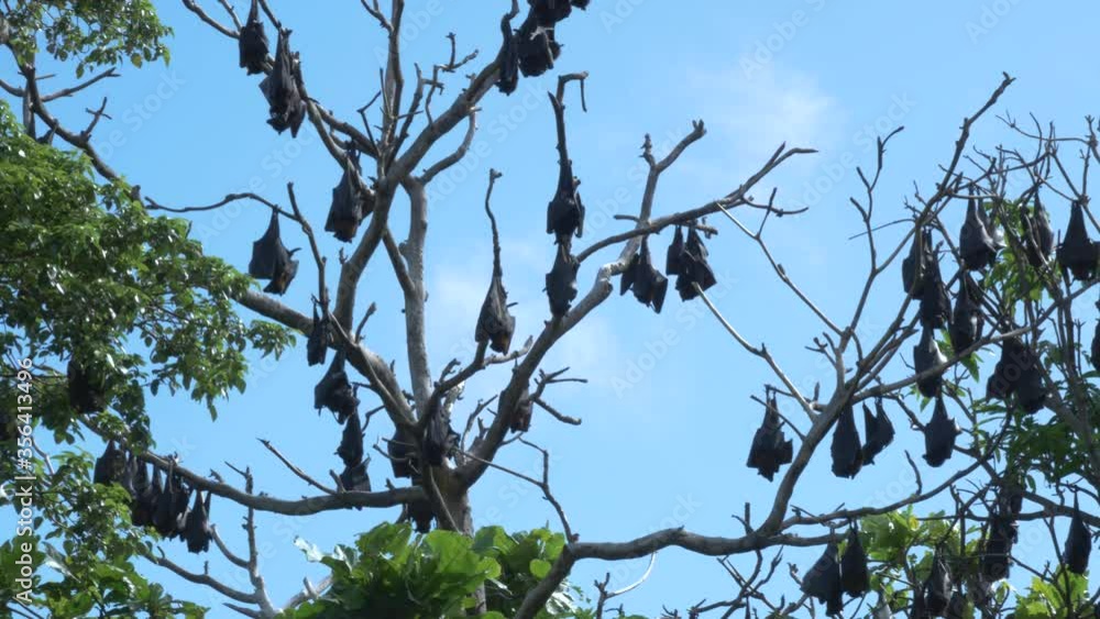 Bat colony hundreds of bats hanging upside down from a tree, flying foxes, covid-19, coronavirus bats Bat colony hundreds of bats hanging upside down from a tree, flying foxes, covid-19, coronavirus bats