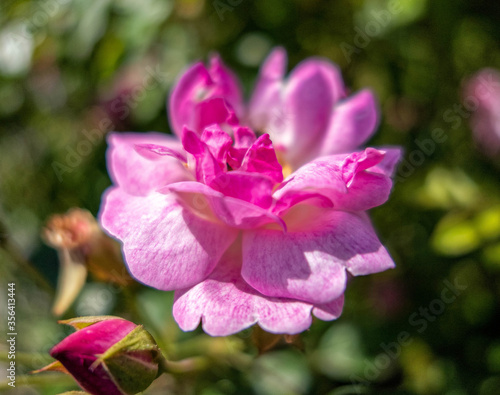 pink rose flower close up with extremely shallow depth of field in the garden