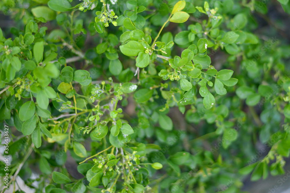 Obraz premium Small green leaves texture background with beautiful pattern