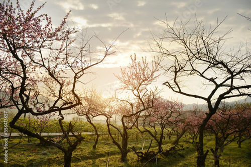 Rural landscape,Peach Blossom in moutainous area in shaoguan district, guangdong province, China