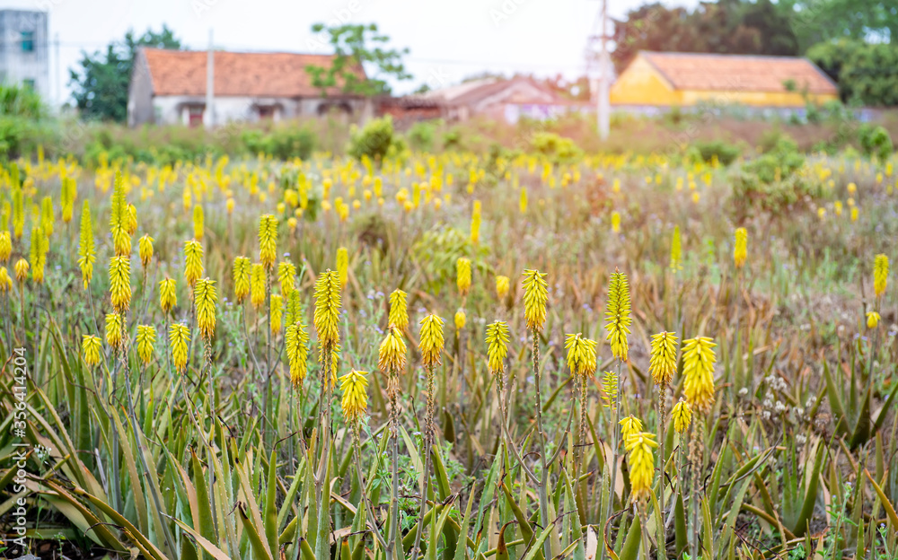 Tall yellow aloe vera flowers spike Tall yellow aloe vera flowers spike