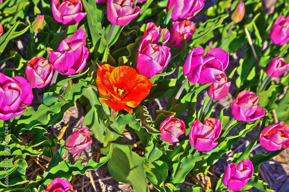 Red tulip among pink ones. Red tulip among pink ones.