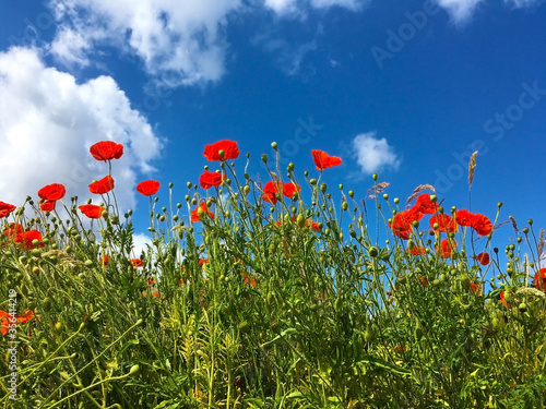 Bright red poppies flowers and blue sky with clouds. © Vitalinka
