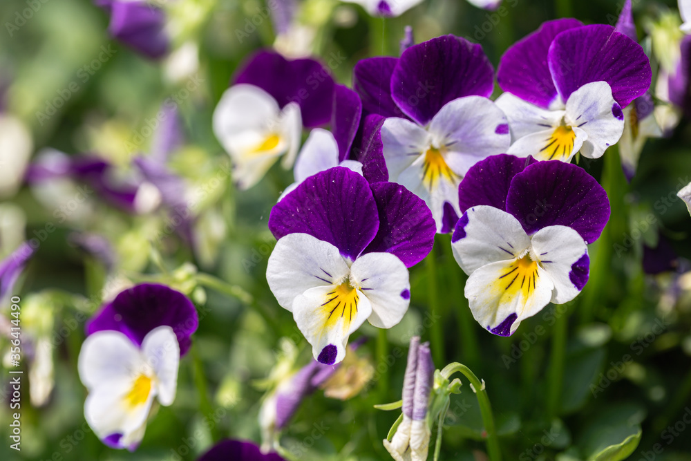 Viola flower in garden Purple and white flower Viola flower in garden Purple and white flower