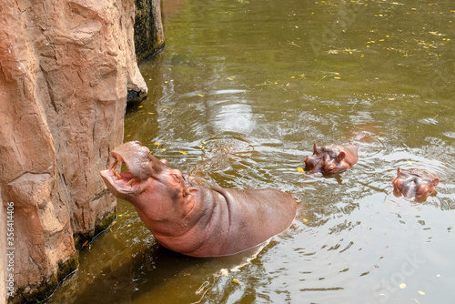 Group of hippo or hippopotamus in water at the zoo photo