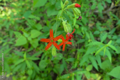 Red wildflowers - fire pink flowers- in greenery