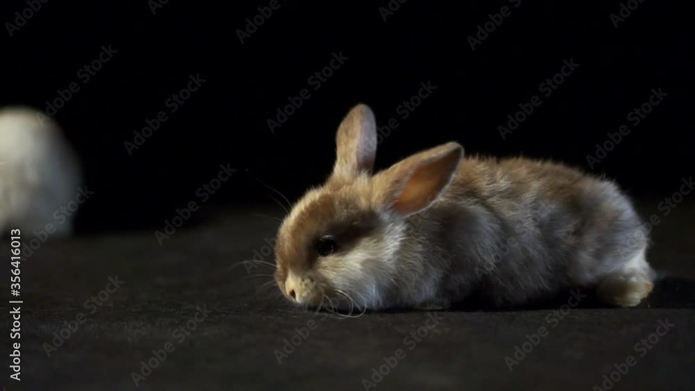 Close Up Portrait Of An Adorable Baby Lop Rabbit With White And Brown Fluffy Fur Wriggling Its Nose On A Black Studio Background Close Up Portrait Of An Adorable Baby Lop Rabbit With White And Brown Fluffy Fur Wriggling Its Nose On A Black Studio Background