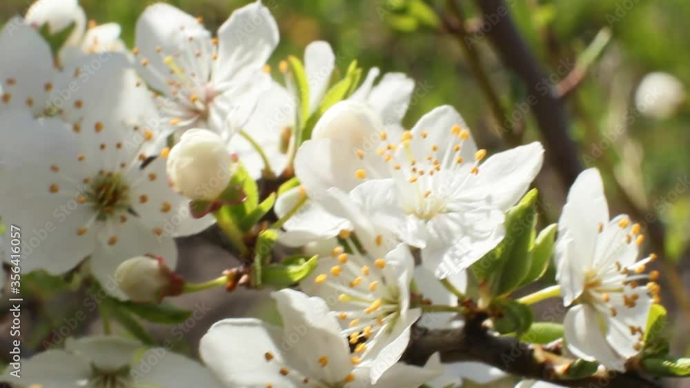 Beautiful white flowers on tree, fruit tree, blossom flowers Beautiful white flowers on tree, fruit tree, blossom flowers