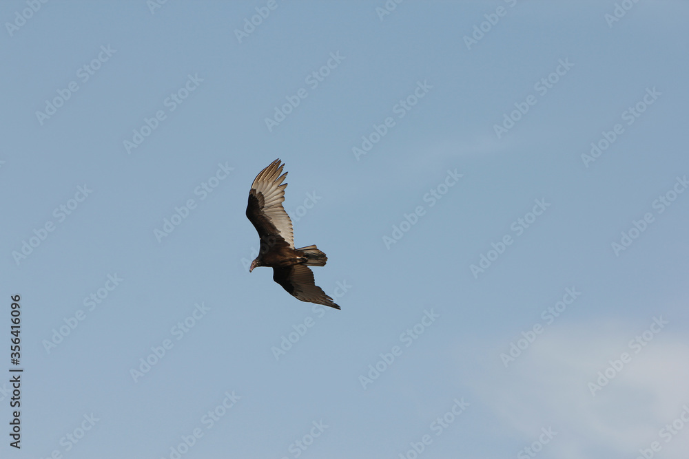 foto de cuervo volando en cielo azul