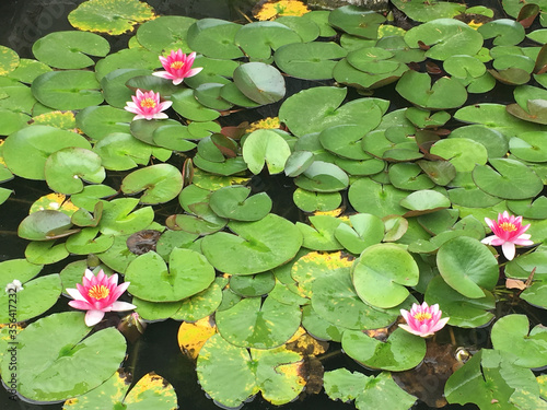 Water lilies in a pond, looks a little like Claude Monets. water lilies. Natural background. Beautiful pink flowers set amongst green leaves. Peaceful, zen setting