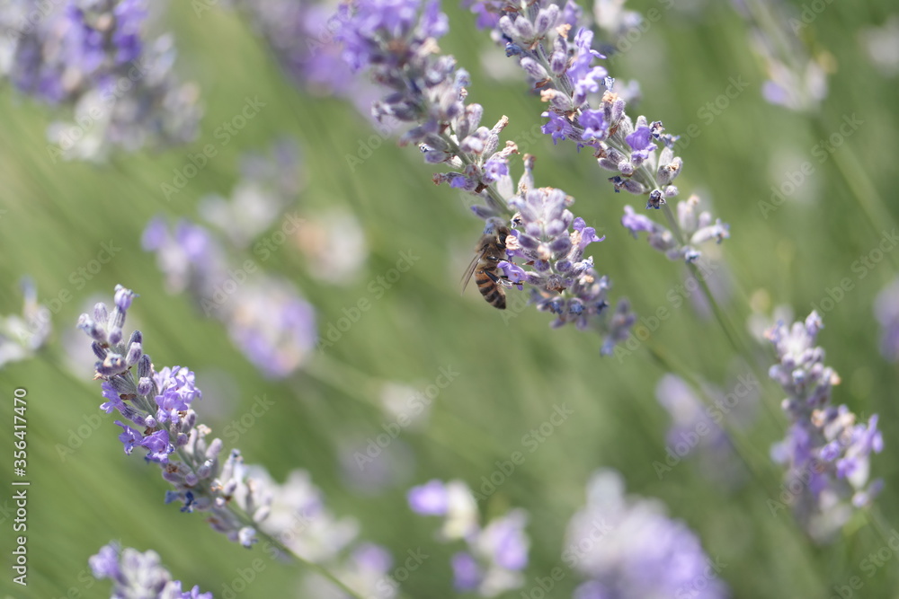 lavender flowers in the field lavender flowers in the field