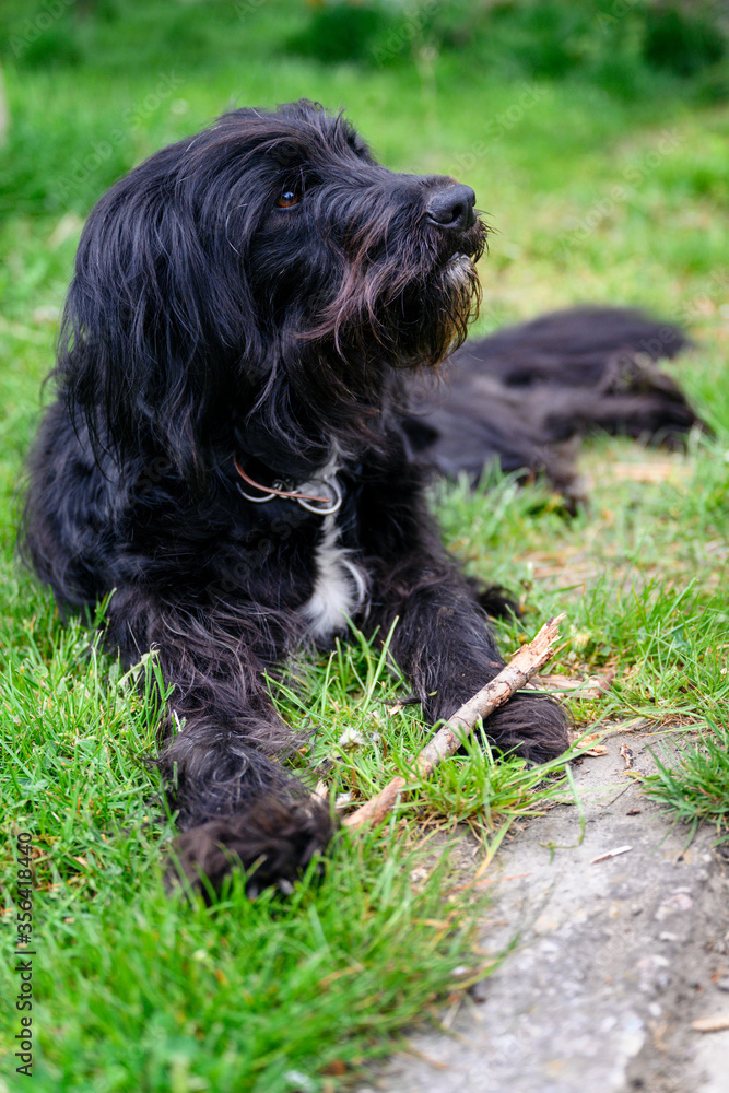 Black dog with long hair and a stick.
