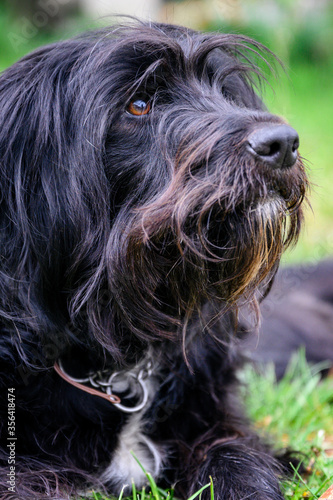 Black dog with long hair and a stick.