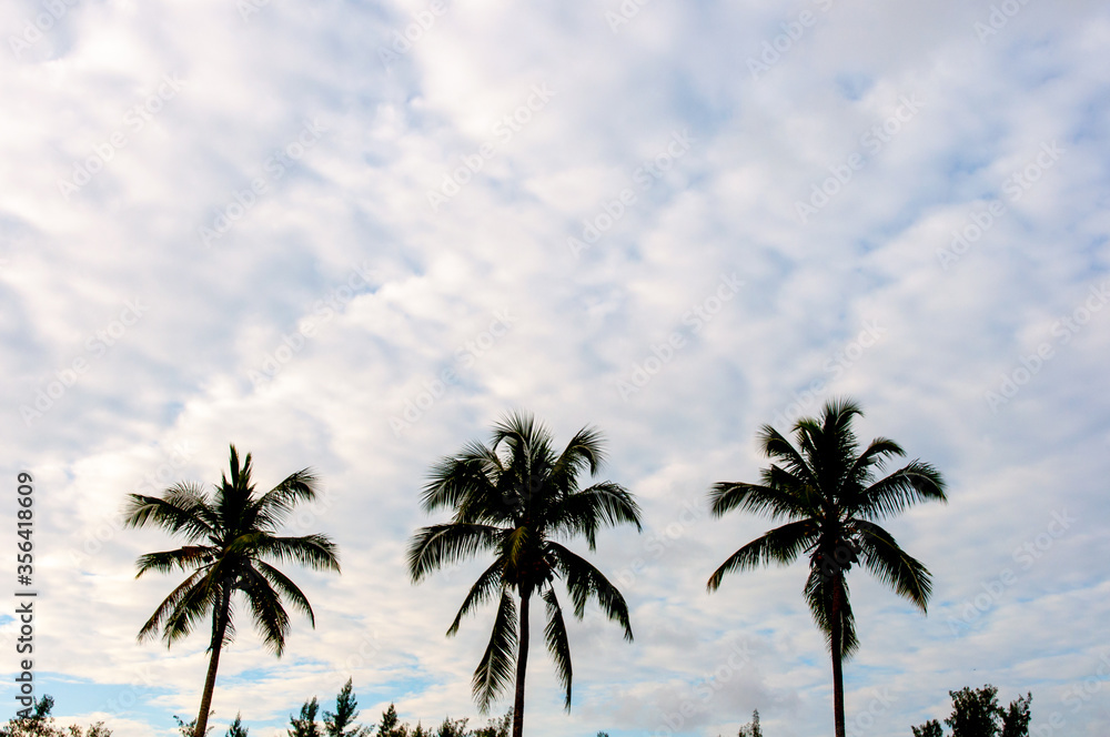 Coconut palm trees and blue cloudy sky