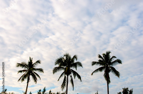 Coconut palm trees and blue cloudy sky
