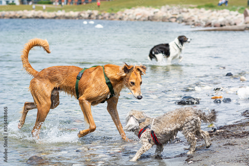 Dogs have fun in the water. Water splash and blue water as background Dogs have fun in the water. Water splash and blue water as background