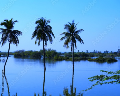 Palm tree in the Lake, Coconut tree, Kutch, Gujarat, India © Sagar Rajgor