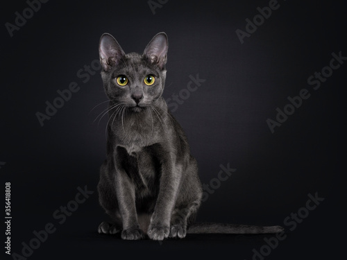 Beautiful female Korat cat  sitting facing front with one paw in air. Looking beside camera with yellow   green eyes. Isolated on black background.