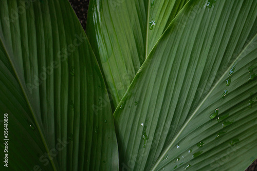 Banana green leaf close up background.Textured abstract background leaves fresh green photo concept nature and plant.