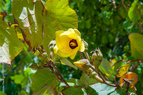 Beautiful yellow tropical flower of Sea Hibiscus (Hibiscus tiliaceus) photo