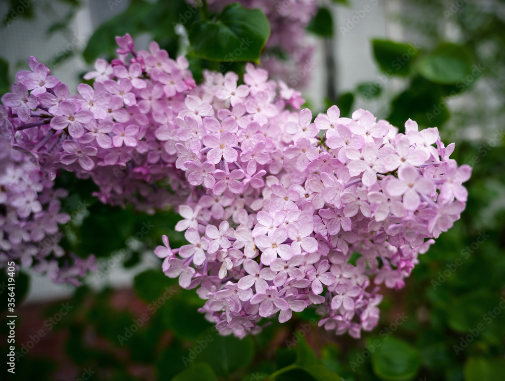 Close-up lilac flowers with the leaves. Selective focus with shallow depth of field. Close-up lilac flowers with the leaves. Selective focus with shallow depth of field.