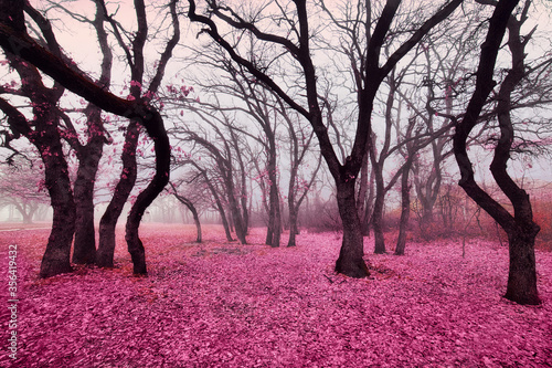 Fototapeta Naklejka Na Ścianę i Meble -  Pink forest