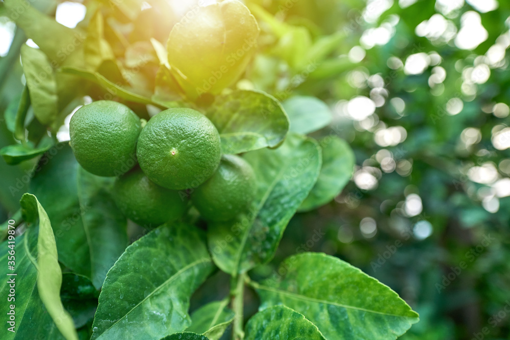Green lime with leaves and branches in beauty blurred bokeh background. Green lime with leaves and branches in beauty blurred bokeh background.