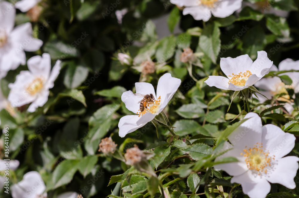 Dog-rose flowers and a bee Dog-rose flowers and a bee