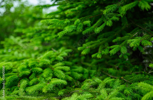 Pine branches at sunlight. Selective focus. Shallow depth of field.