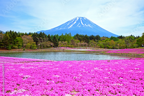 The Shibazakura Festival in Motosu, Fujikawaguchiko, Yamanashi, Japan where beautiful pink phlox moss is grown and with Mount Fuji in the background.