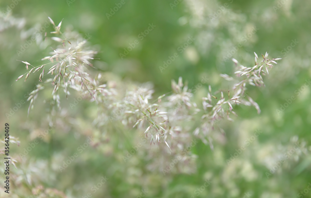 Grass field on blurred background in sun light