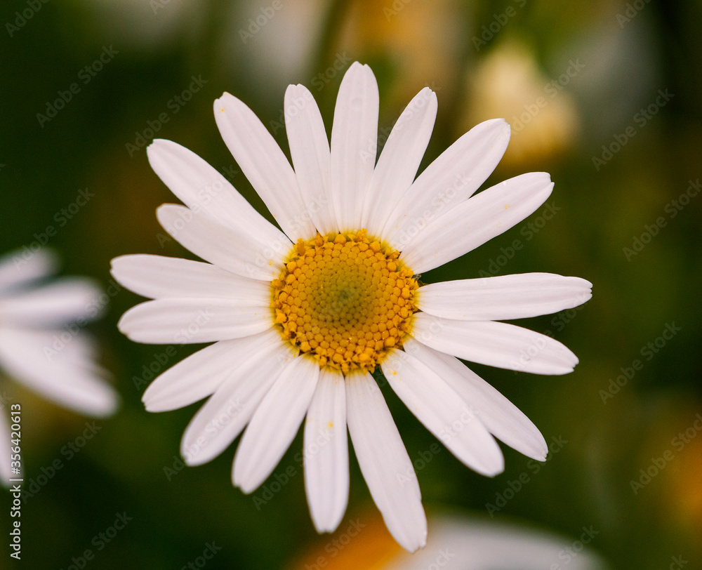 Fototapeta premium Beautiful chamomile flowers 