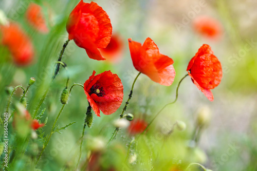 poppy flower on the field on a summer day close up