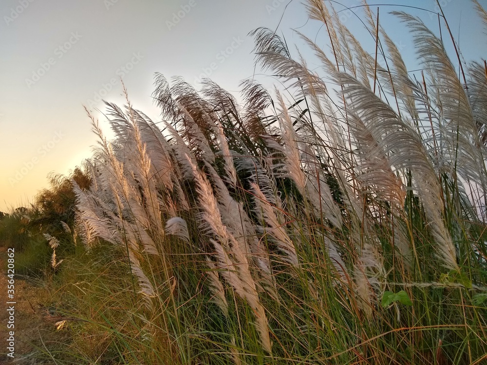 Obraz premium reeds at sunset
